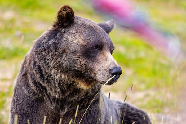 Banff Grizzly Bear Refuge - Boo the Bear